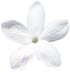 Egyptian jasmine